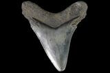 Juvenile Megalodon Tooth - Georgia #91122-1
